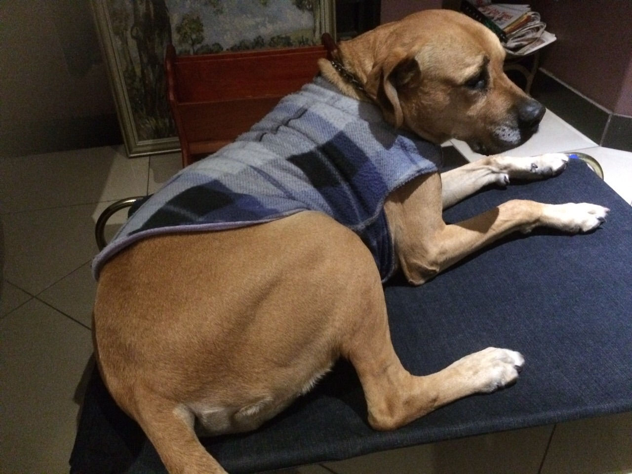 Large Dog Bed