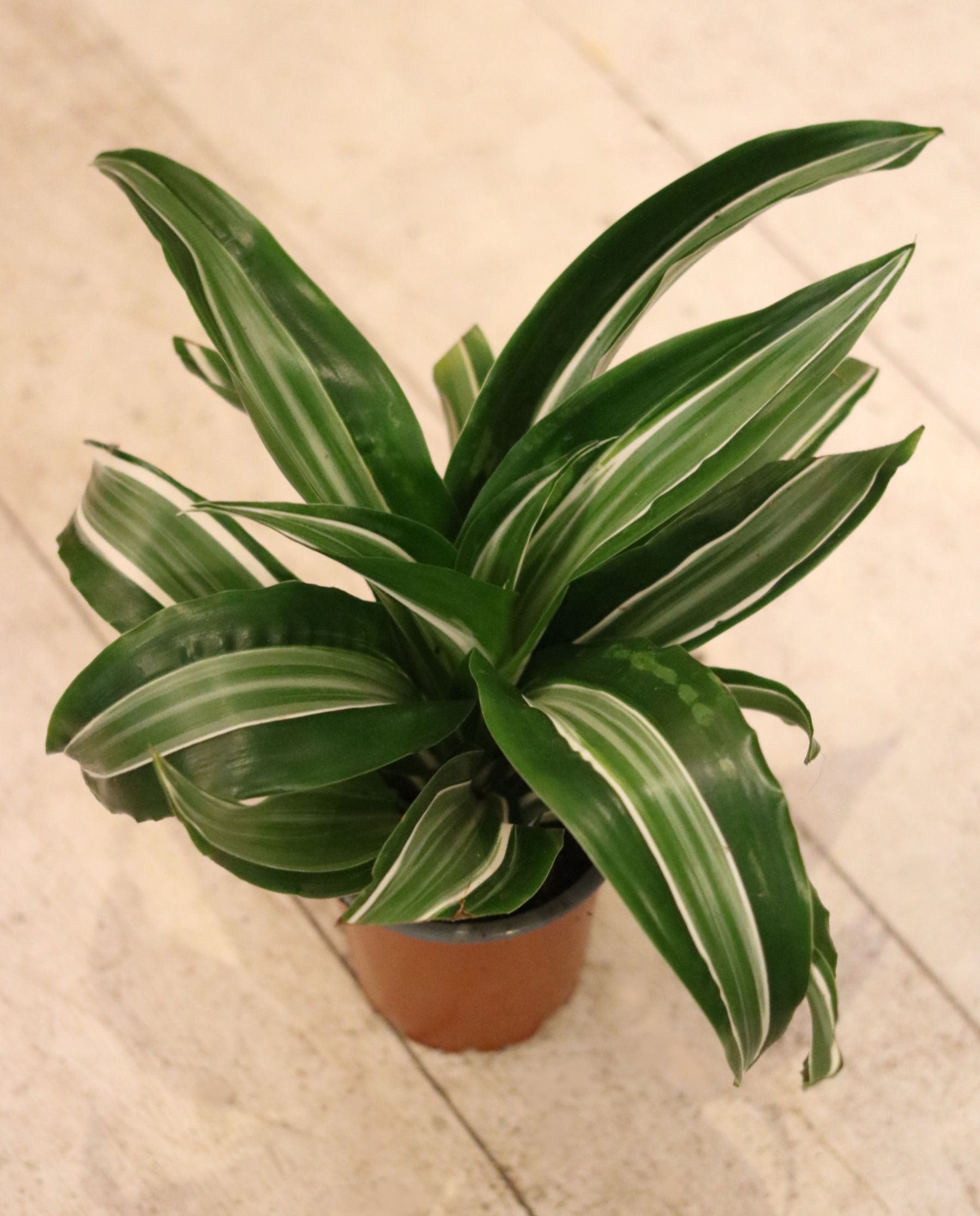 דרצנה פרגרנס Dracaena fragrans