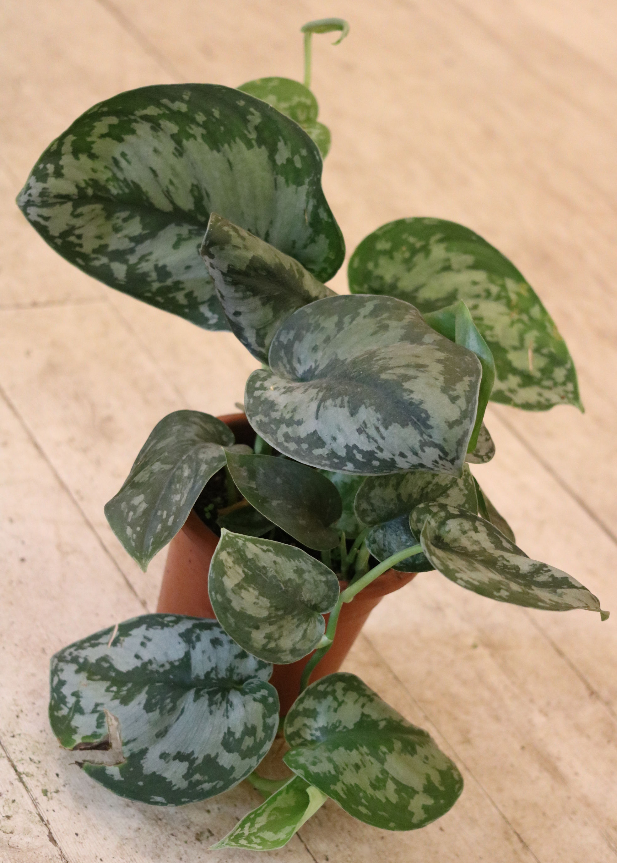 סקינדפסוס פיקטוס Scindapsus pictus