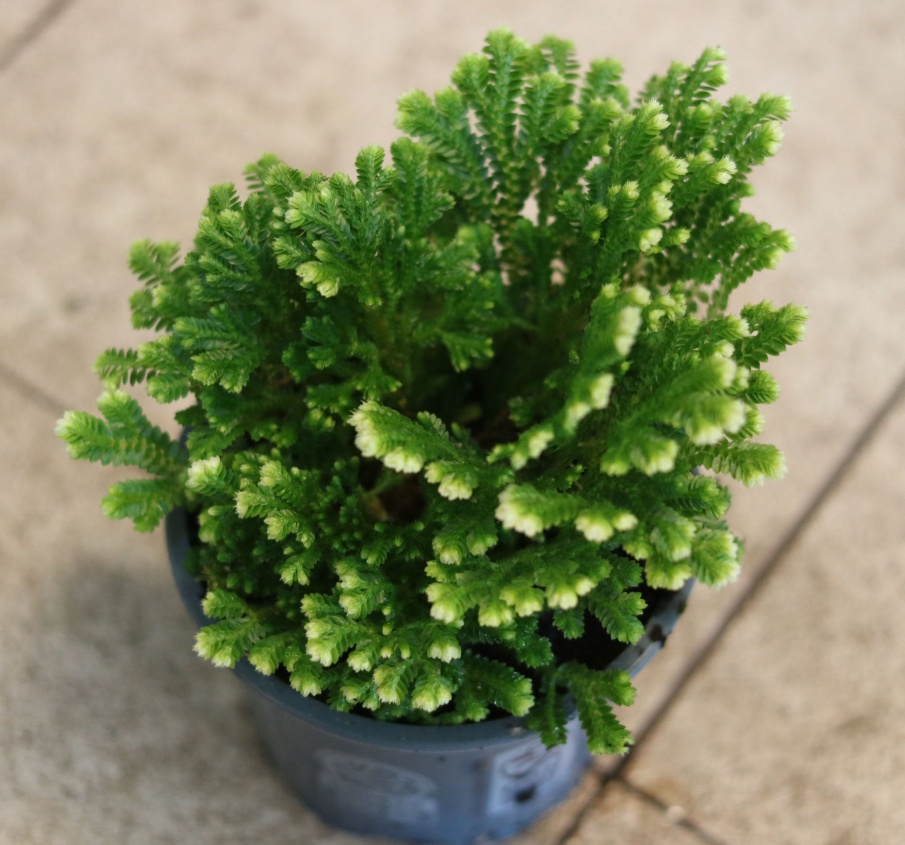 סלגינלה Selaginella tamariscina