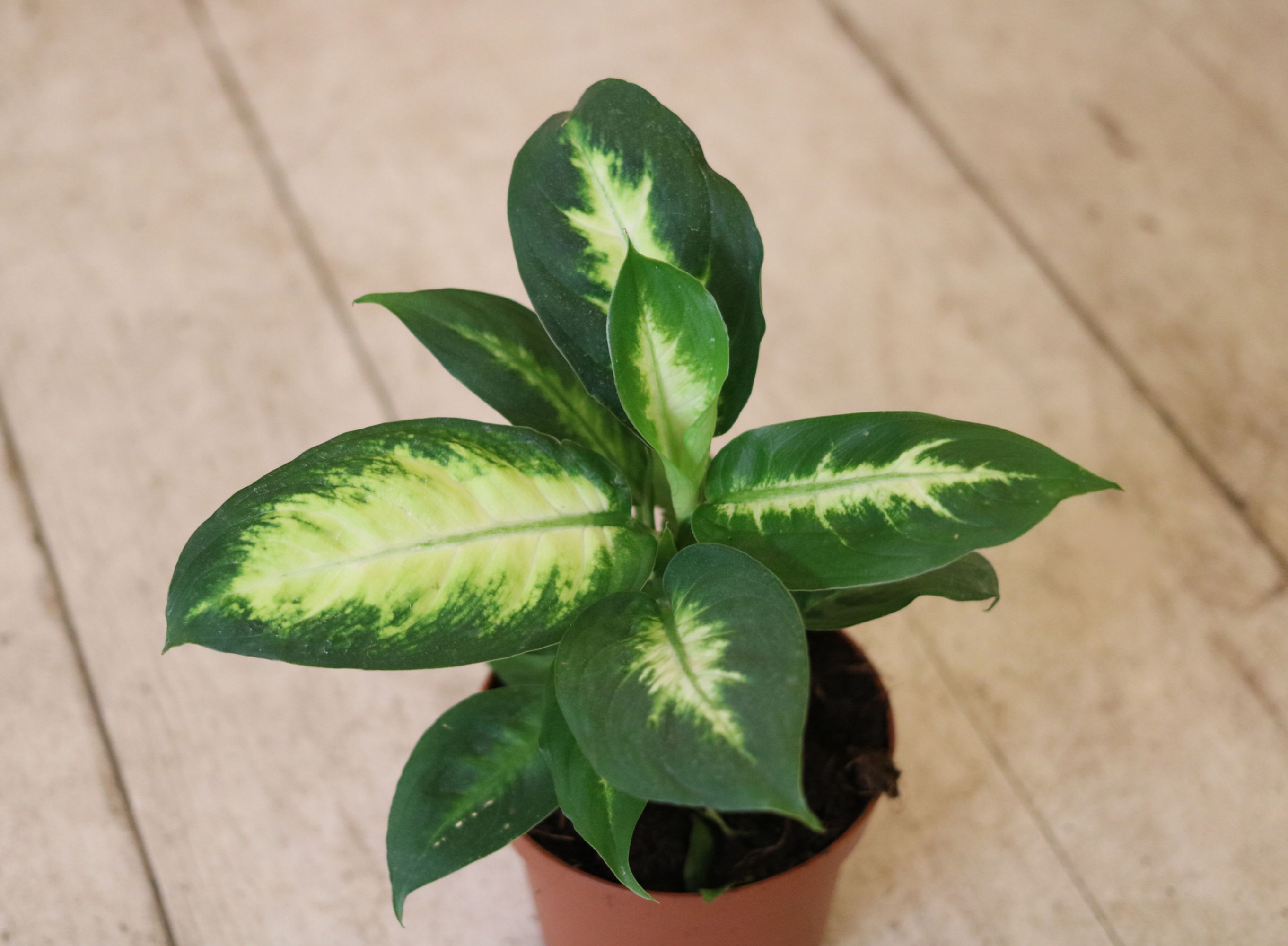 דיפנבכיה קמילה Dieffenbachia  Maculata “Camille”