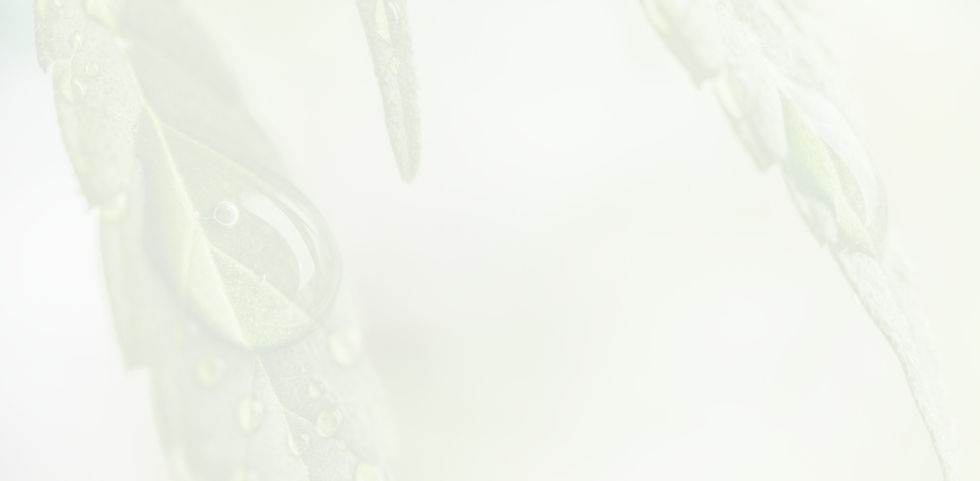 Green Modern Store Banner (Banner) (FILEminimizer)_edited.jpg