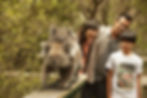 Koala Viewing up close at the Koala Conservation Centre