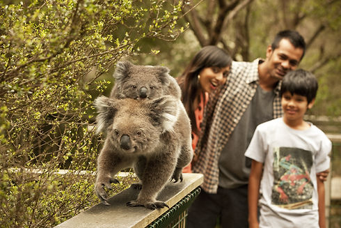 Koala Viewing up close at the Koala Conservation Centre