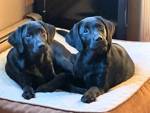 Charlie & Pups 2.jpg