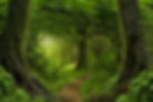 wald.jpg