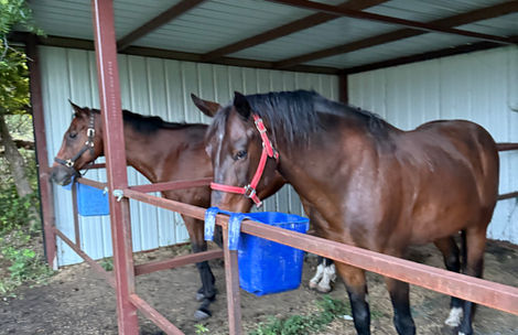 Horse boarding