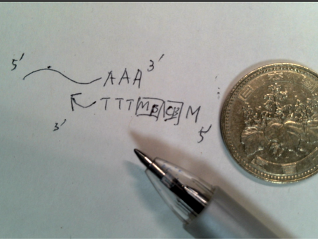 実験遠隔コミュニケーション ZOOM+VK4 pro書画カメラで手元を映し出す