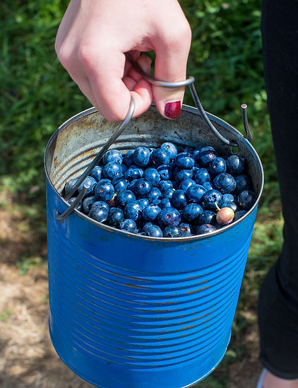 A bucketful of Rancocas blueberries.