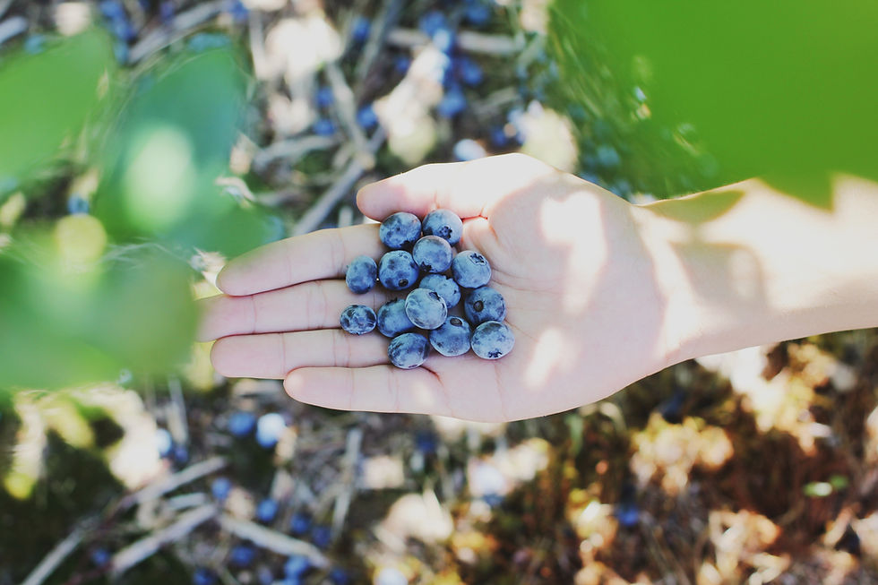 A hand holding some blueberries under the shade of the bush.