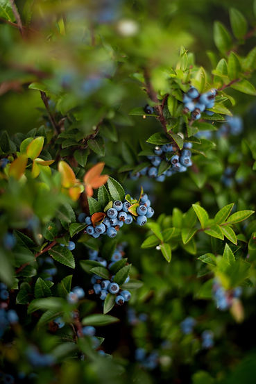 Stanley blueberries growing on their bush.