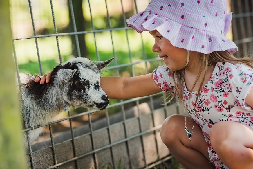 small-child-peting-little-goat-throug-fa