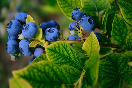 A very zoomed-in close-up of Collins blueberries growing on their bush.