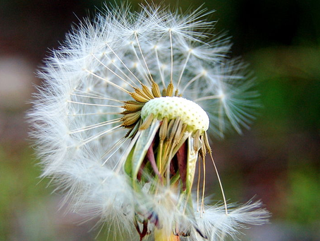 Seeds being blown off of a dandelion