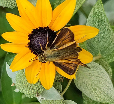 Black-eyed Susan