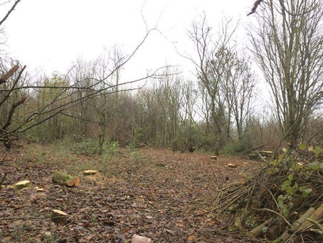 Willow Tit Habitat Creation project (Yorkshire Wildlife Trust) Testimonial