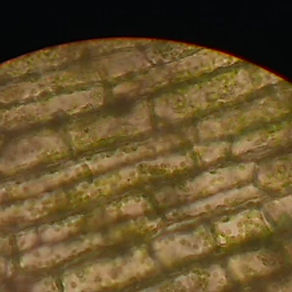 O movimento das "bolinhas" verdes