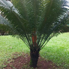 Morfologia das Cycas

 