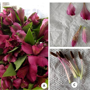 O maravilhoso mundo das flores