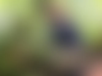 Working Bee Dhammagiri Volunteer