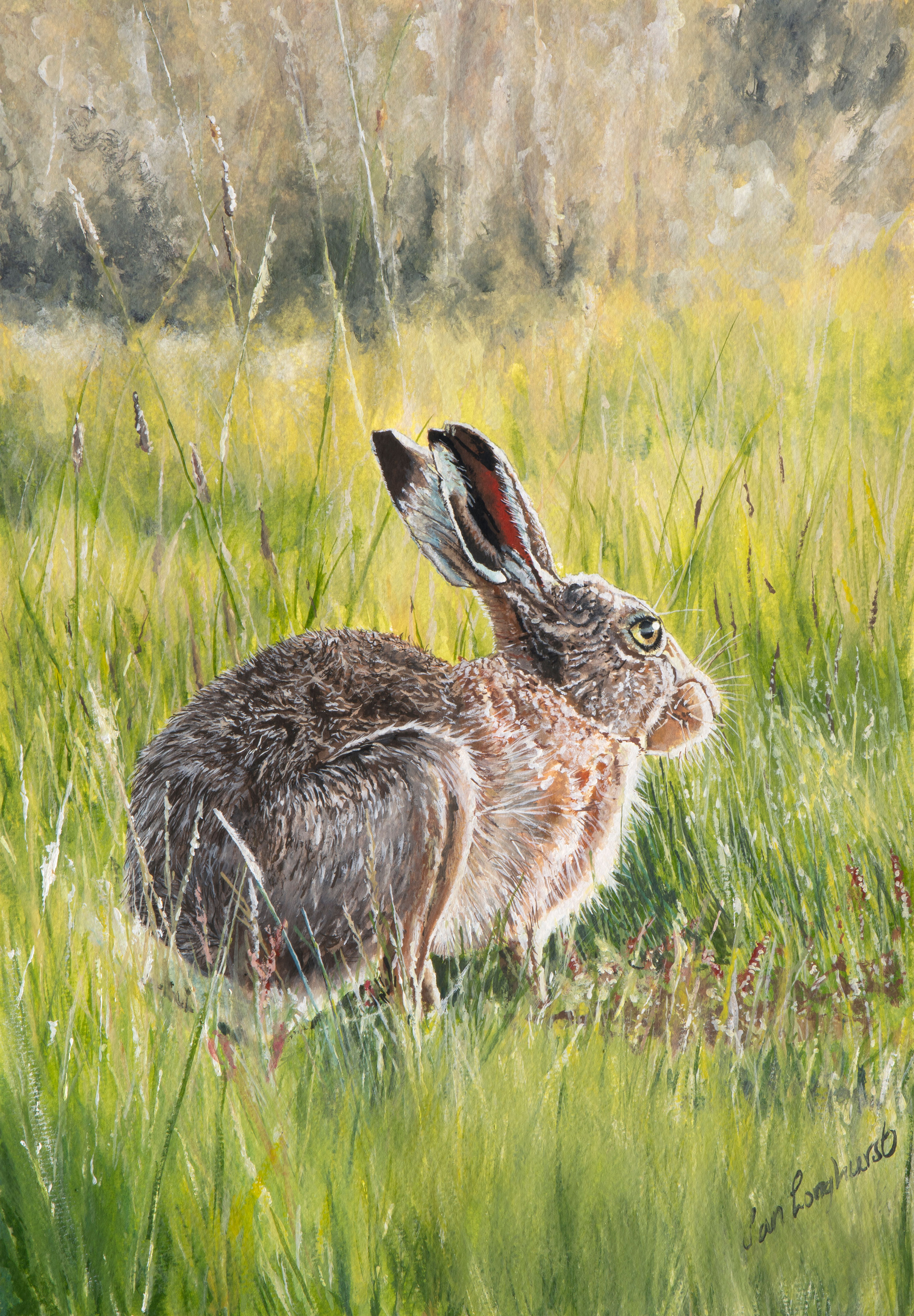 Lone Hare