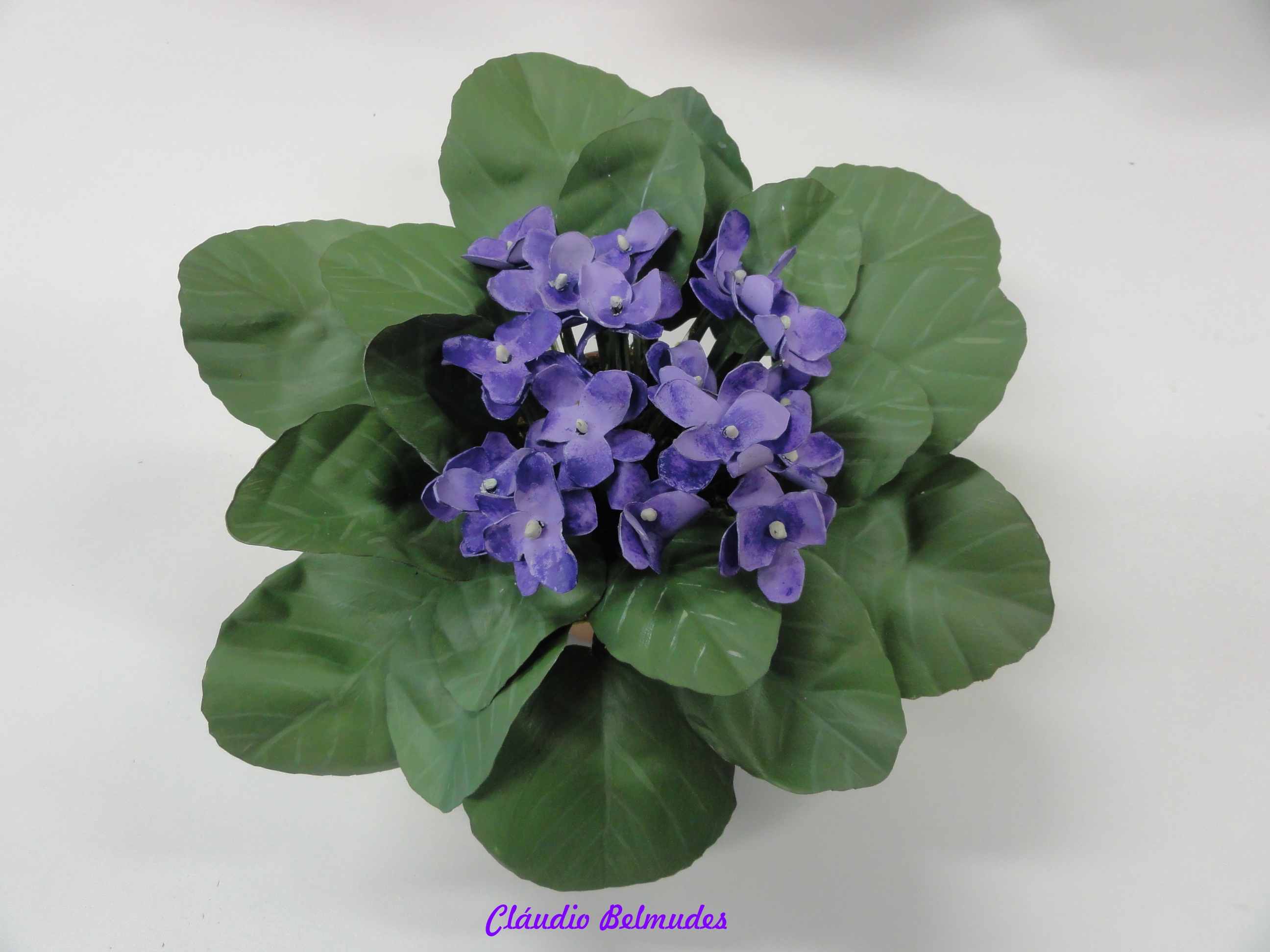 Violeta