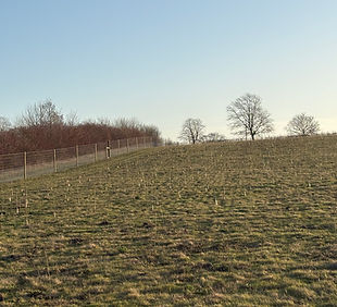 IMG_0271 (1).jpeg