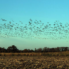 Bird Control