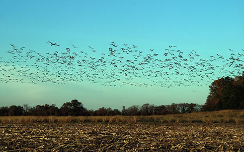 Servicio de control de aves RODERCON