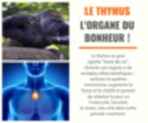 _en cours (2).png