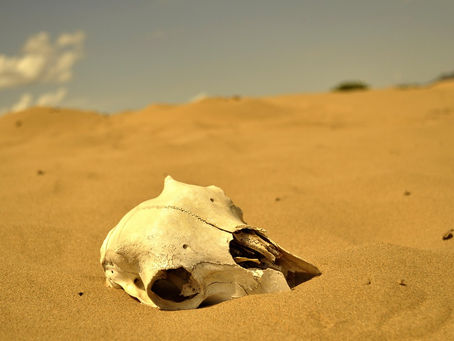 A skull in the desert - by Erdenebayar Bayansan on Pixabay
