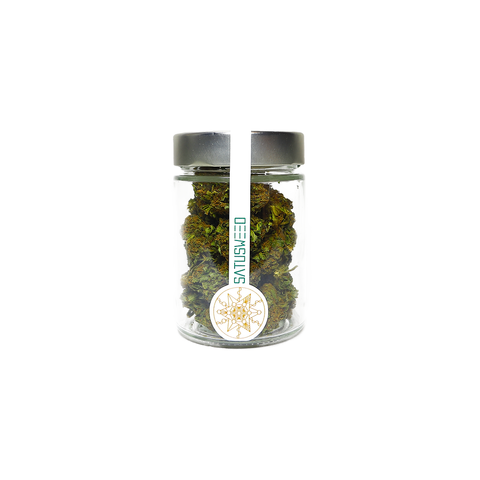 Miniatura: White Widow