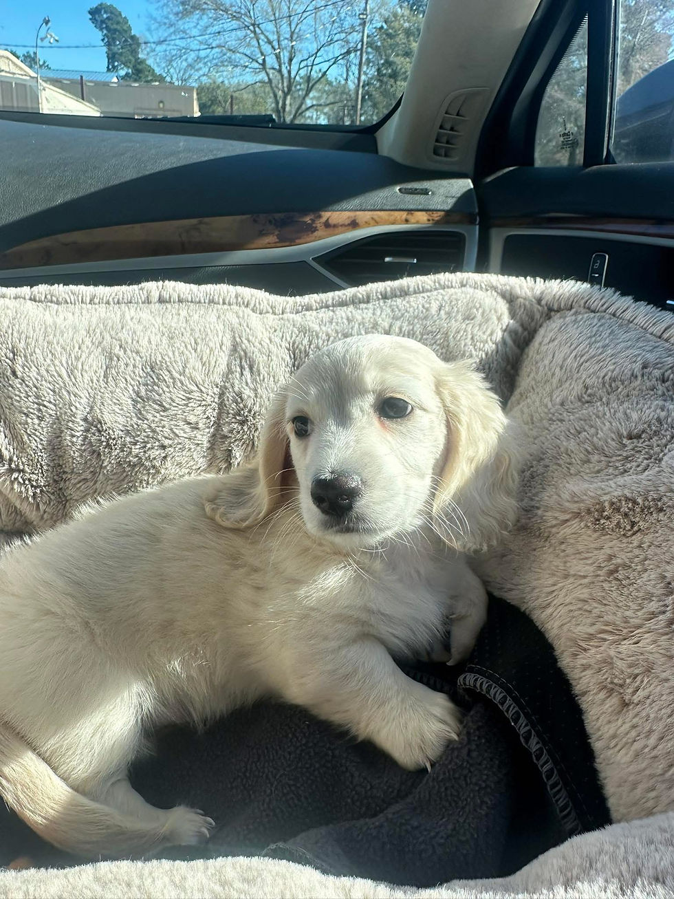 Tired Theo