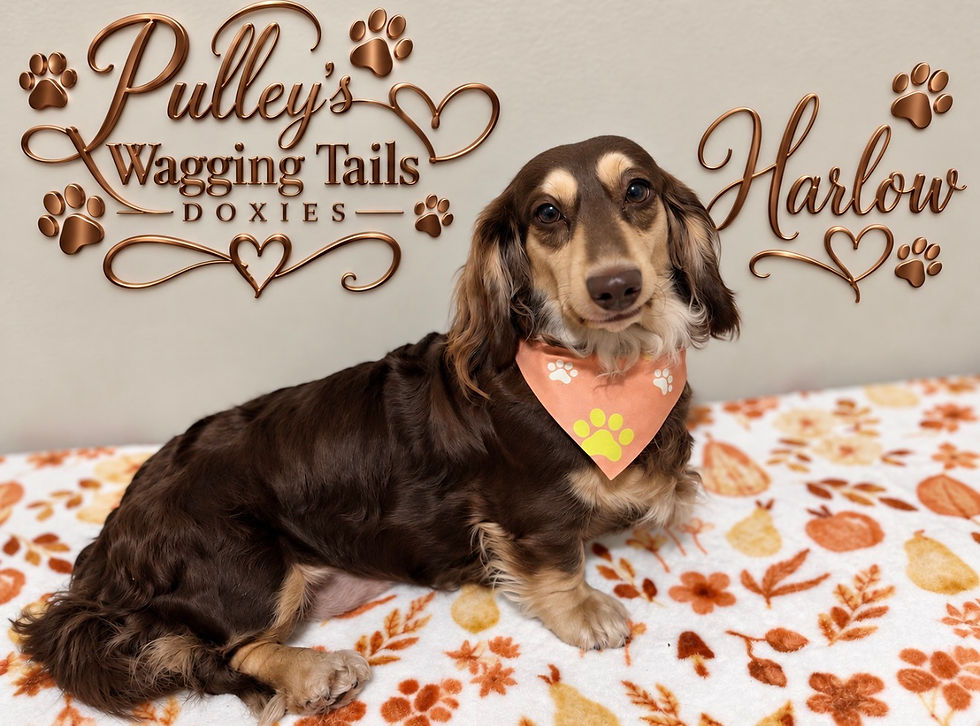 Getting ready for Fall Harlow