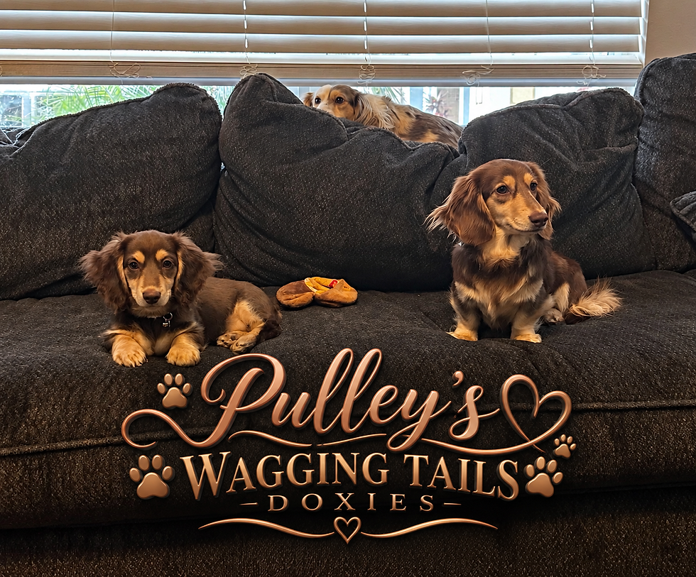 Baby Harlow ( on the left )