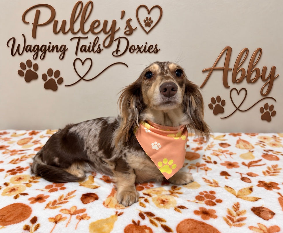 Getting ready for Fall Abby