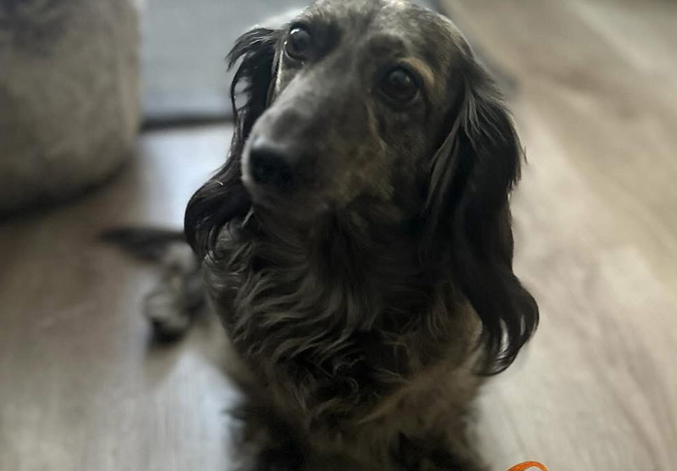 Ember loves to look at you