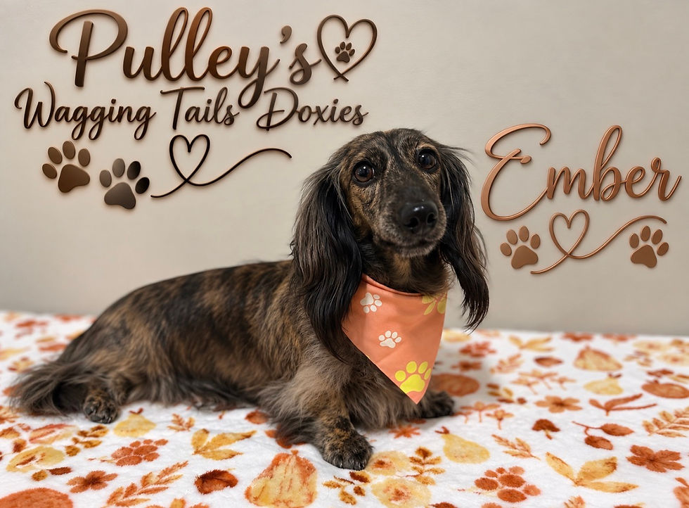 Getting ready for Fall Ember