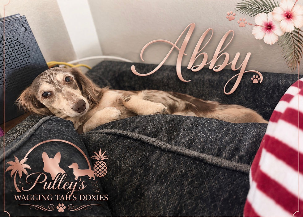 Comfy Abby