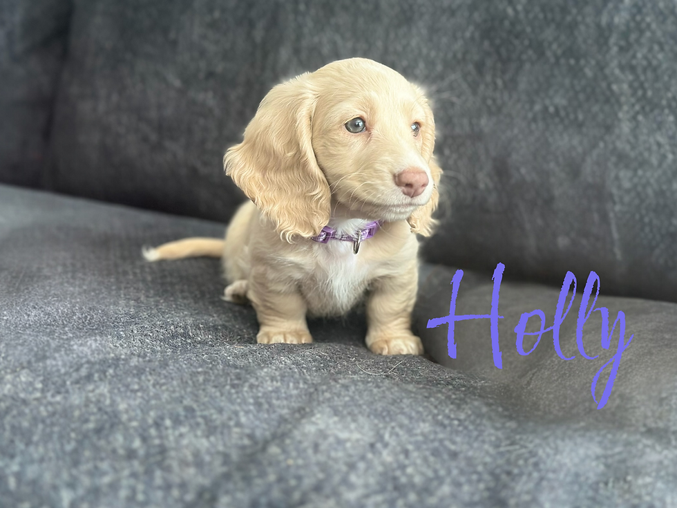 Baby Holly, the sweetest girl