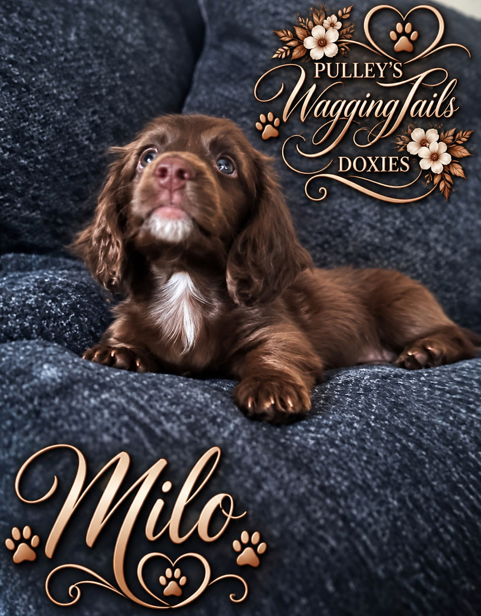 Baby Milo