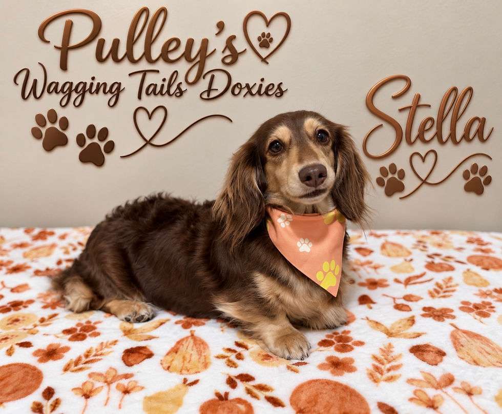 Stella getting ready for Fall