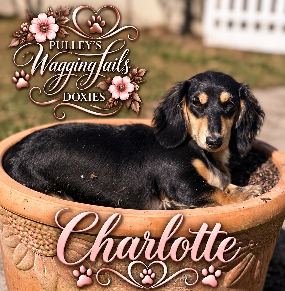 Charlotte's favorite pot to sleep in