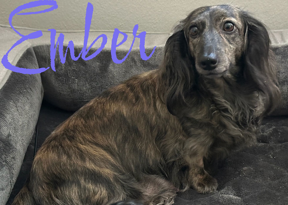 Ember's favorite dog bed