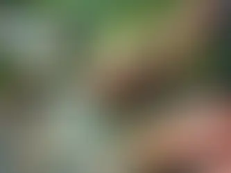 Gemstone Panning: Top Locations and Tips for Finding Precious Gems in the U.S.