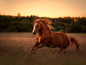 5 tips voor het fotograferen van paarden in actie