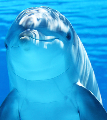 Dolphin.png