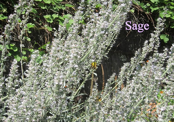 Sage222_edited.jpg