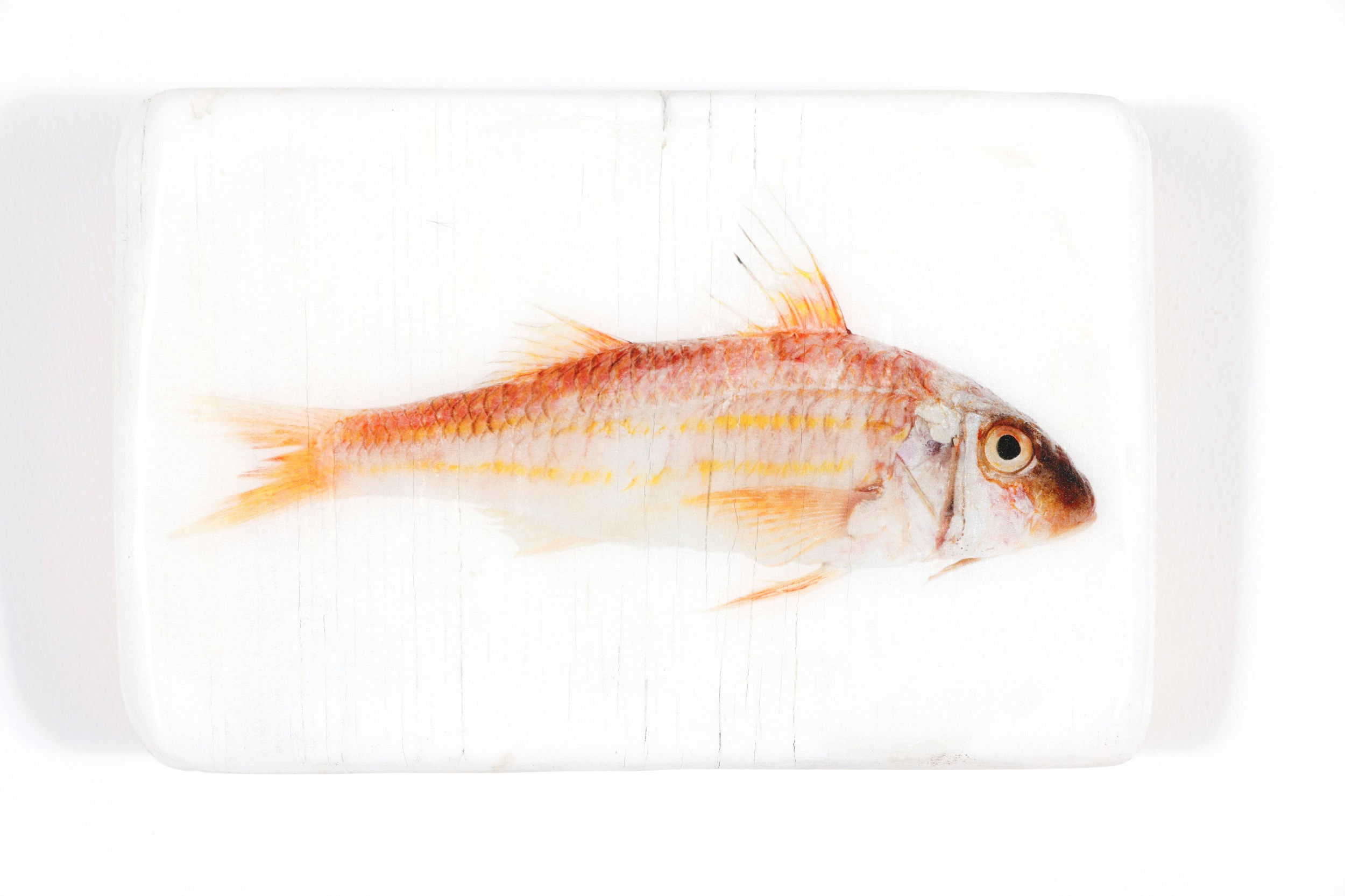 #redmullet-R-18x28