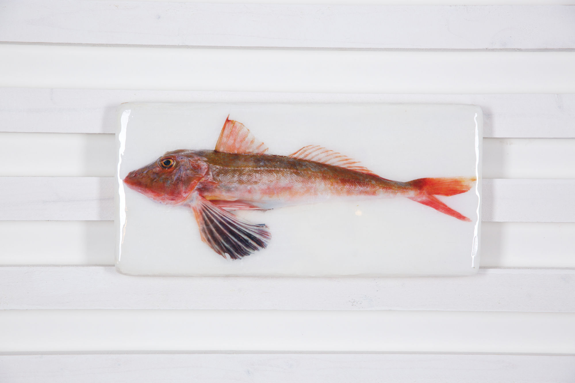 #gurnard-L-24x41